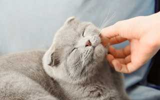 Гладить кошку или котенка во сне: трактовка сонников