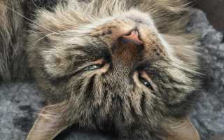 Убить кошку во сне: трактовка сновидения в разных сонниках