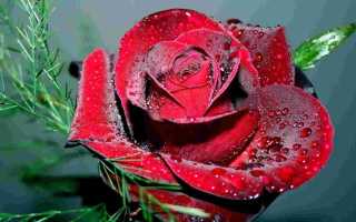 К чему снятся красные розы женщине и мужчине