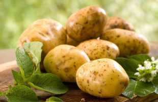 К чему снится картошка: подробное толкование по сонникам