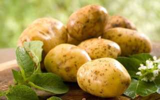 К чему снится картошка: подробное толкование по сонникам