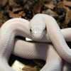 К чему снится белая змея замужней женщине