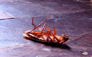 К чему снятся насекомые тараканы: толкования по разным сонникам