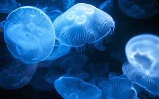 Толкования разных сонников: к чему снятся медузы в море и на суше