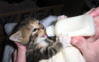 Что означает по соннику кормить или поить молоком котят во сне