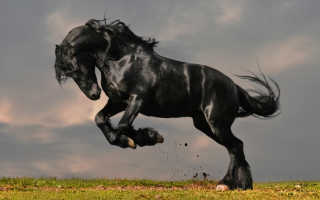 К чему снится черная лошадь женщине и мужчине: толкование по сонникам