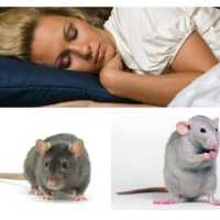К чему снятся мыши и крысы: толкование по различным сонникам