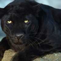 К чему снится черная пантера: толкования по разным сонникам