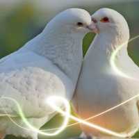 К чему снятся голуби: толкование по сонникам