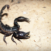 К чему снится черный и красный скорпион: толкование по сонникам