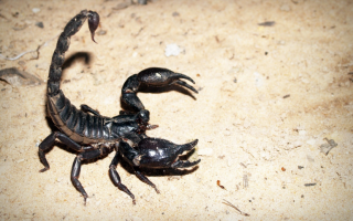 К чему снится черный и красный скорпион: толкование по сонникам