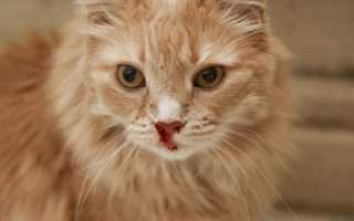 К чему снятся кошка, кот или котенок в крови: толкования символа