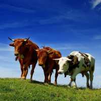 К чему снятся коровы и быки: толкование по различным сонникам