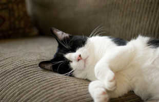 К чему снится черно-белый кот по соннику