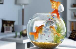 К чему снятся рыбки в аквариуме мужчине и женщине