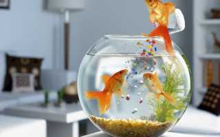 К чему снятся рыбки в аквариуме мужчине и женщине