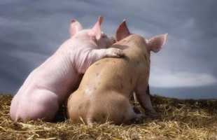 К чему снится свинья мужчине и женщине: толкование по сонникам