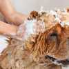 Мыть собаку во сне: толкование известных сонников
