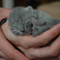 К чему женщине снится сон о новорожденных котятах с кошкой