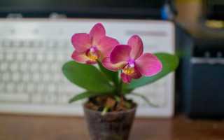 Сон об орхидеях по сонникам: к чему снится и как объяснить