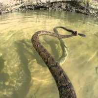 Толкования сонников, к чему снятся змеи в воде