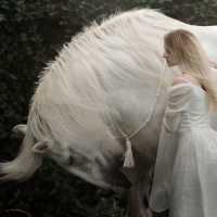 К чему снится белая лошадь: толкование по различным сонникам