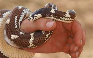 Толкование сонников: держать змею в руках во сне