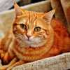 К чему снится рыжий кот: толкование разных сонников