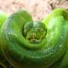 К чему снится зеленая змея: трактовка сонников