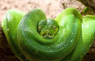 К чему снится зеленая змея: трактовка сонников