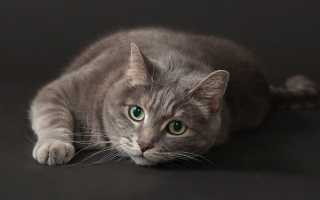 К чему снится серый кот: что это значит