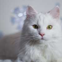 К чему снится пушистая белая кошка: расшифровка сна