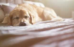 К чему снится бить собаку во сне мужчине или женщине