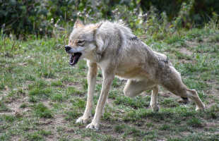 К чему снятся сны, в которых нападают волки: толкования сонников