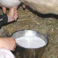 К чему снится доить корову и видеть молоко: толкование по сонникам