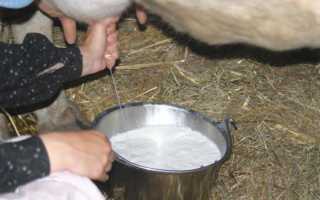 К чему снится доить корову и видеть молоко: толкование по сонникам