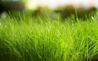 К чему снится зеленая трава по популярным сонникам