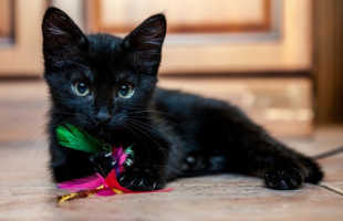 К чему снится черный котенок: сон приснился девушке, женщине, мужчине
