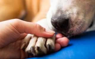Спасти во сне собаку от смерти: толкование по соннику