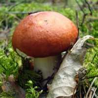 К чему снятся грибы: толкование по сонникам для мужчин и женщин