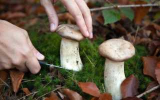 Сонник: к чему снится собирать грибы