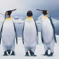 К чему снятся пингвины в воде: толкования из разных сонников
