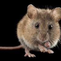 К чему снятся мыши: общие значения и подробные толкования