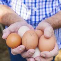 К чему снится собирать яйца: толкование по соннику