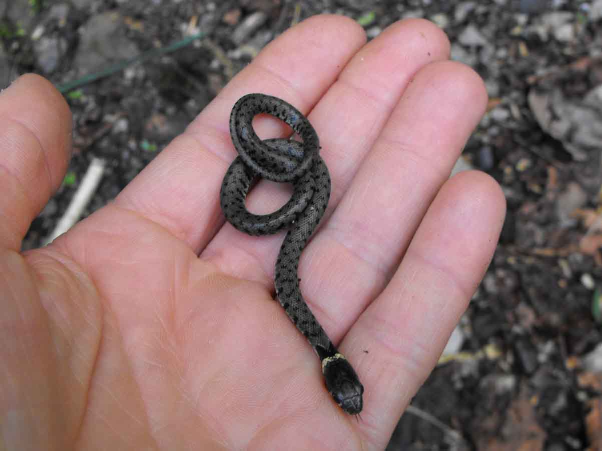 маленькая змея в руках